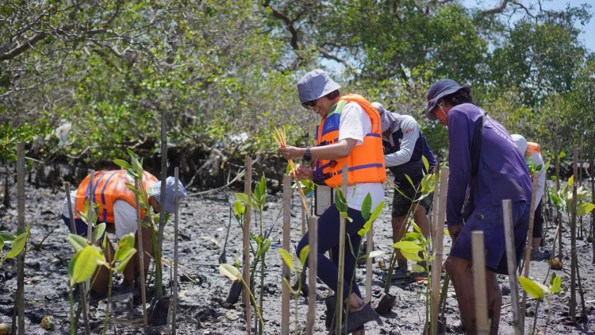 Penanaman bibit mangrove di kawasan pesisir.